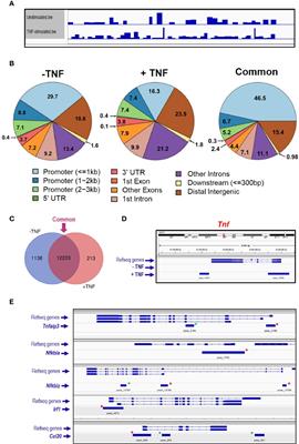 Impact of Interleukin 10 Deficiency on Intestinal Epithelium Responses to Inflammatory Signals